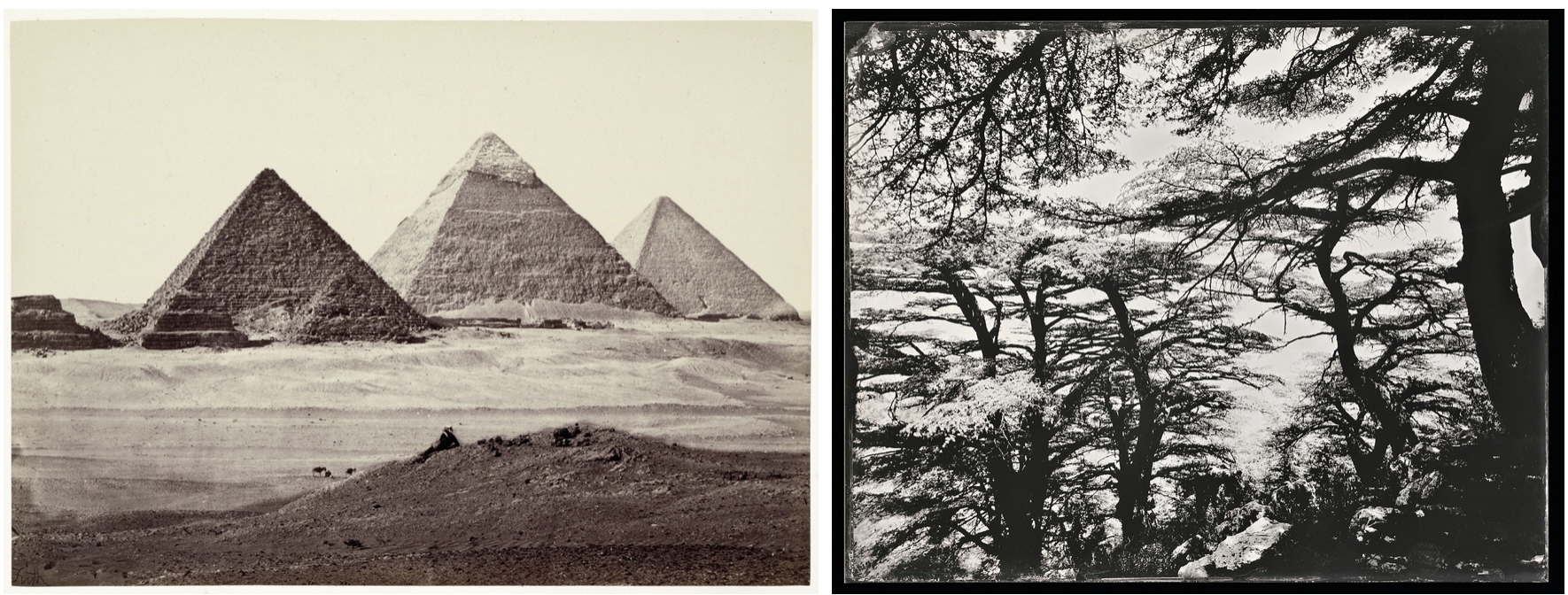 top: monochrome photograph of the Giza pyramids. Bottom: monochrome photograph cedar tree tops viewed from below